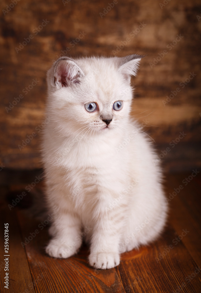 Scottish straight cat cream color. Scottish purebred kitten