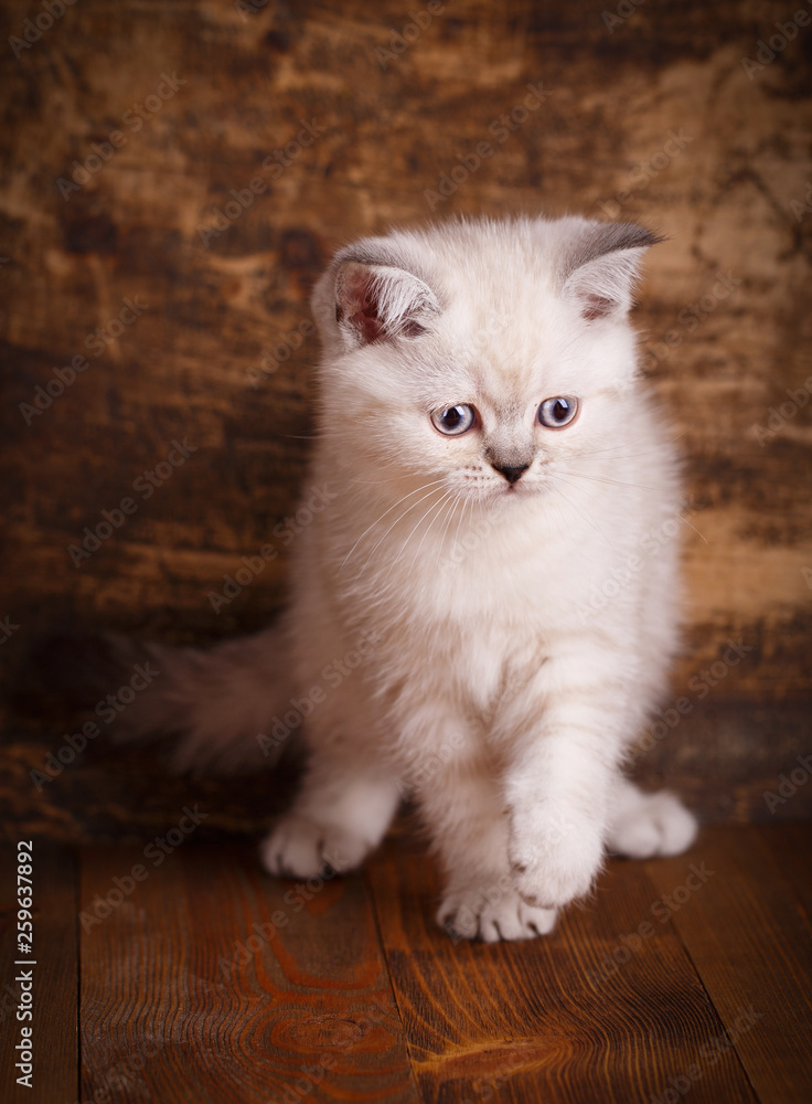 Scottish straight cat cream color. Fluffy kitten is playing