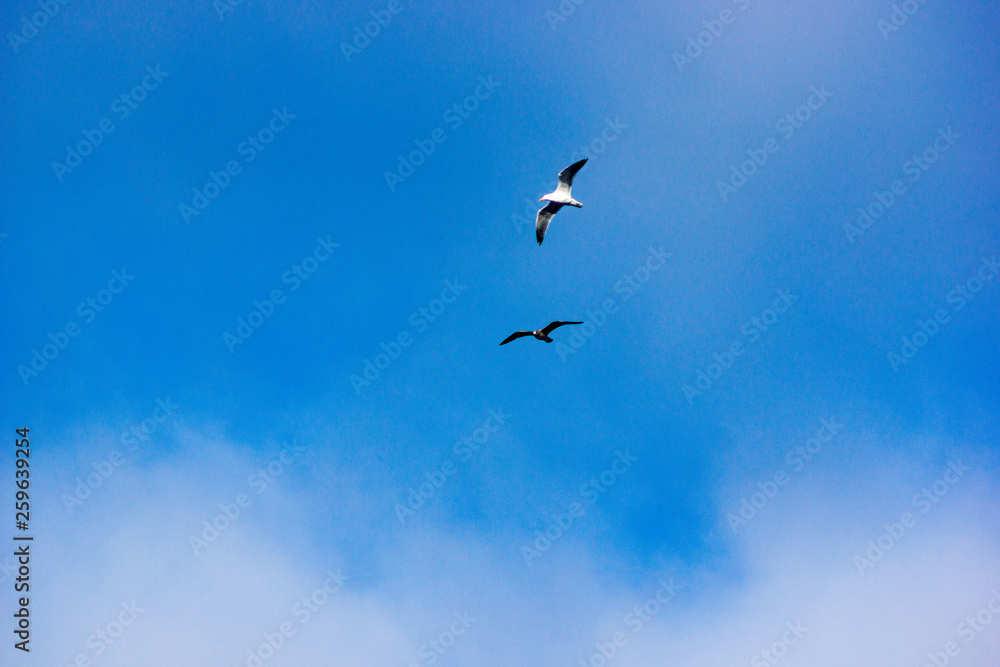 wild birds flying high in the sky