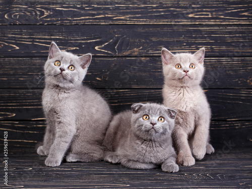 Scottish straight and scottish fold kittens. Professional photography purebred kittens
