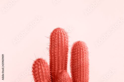 Coral colored Cactus pastel background. Trendy tropical cacti plant close-up. Fashion Creative Style. Sweet coral cactus Mood.