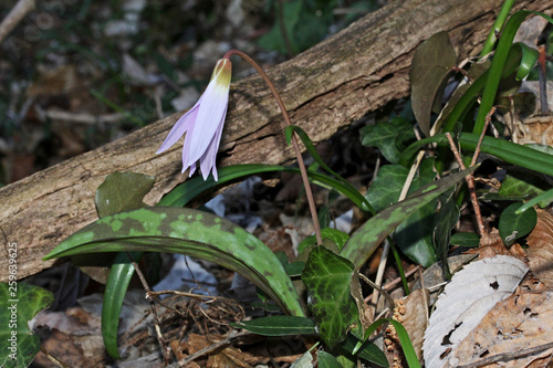 dente di cane (Erythronium dens-canis) photo