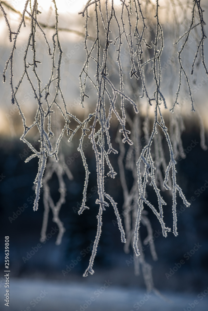 frost covered grass and birch tree branches leaves in sunny winter morning light frost covered grass and birch tree branches leaves in sunny winter morning light