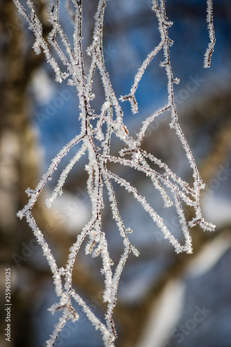 frost covered grass and birch tree branches leaves in sunny winter morning light © Martins Vanags
