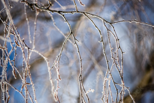 frost covered grass and birch tree branches leaves in sunny winter morning light