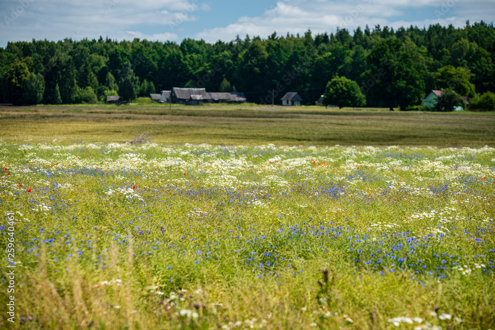 beautiful meadow with blooming flowers in sunny day