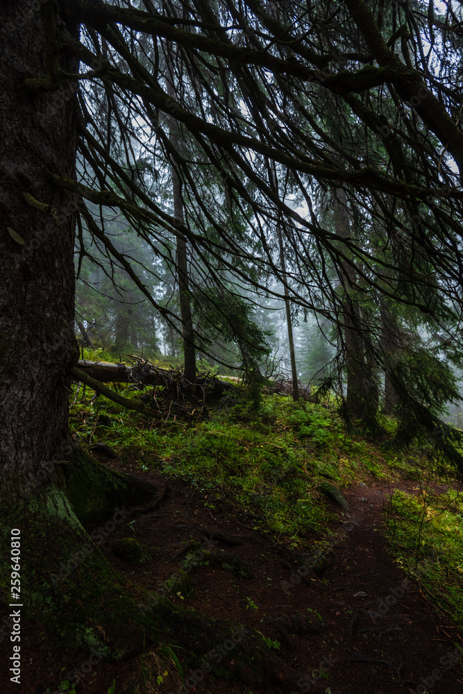 Fototapeta premium walking in wet misty autumn forest with fog and old trees
