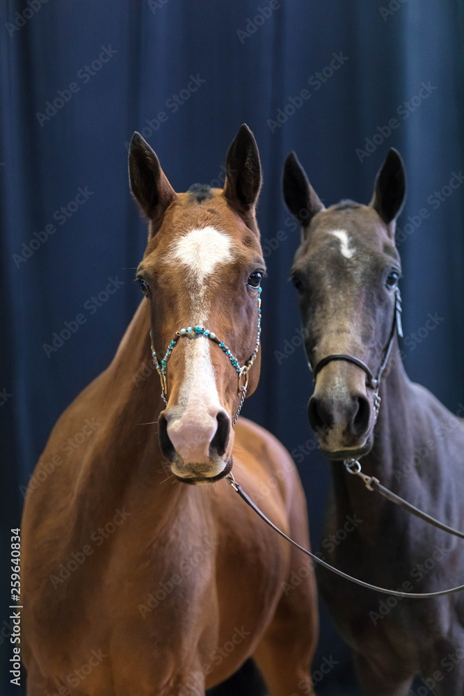 Obraz premium Two adult thoroughbred horses of red and black color are interested look in a shot. Blue background