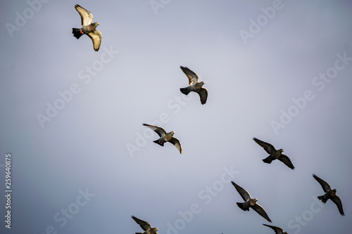 wild birds flying high in the sky © Martins Vanags