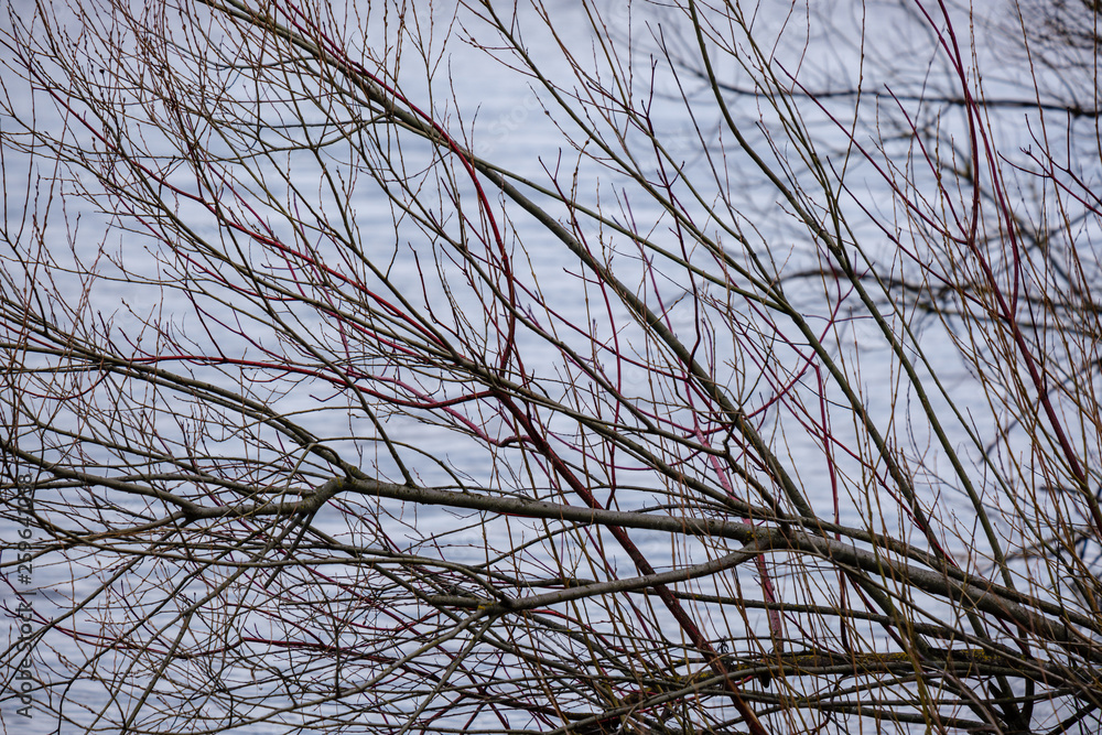 Obraz premium naked tree branches in sunset colors against calm shiny water