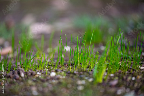 first green grass growing from naked spring soil