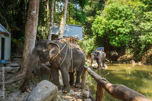 Thai elephants resting on riverbank in the jungle