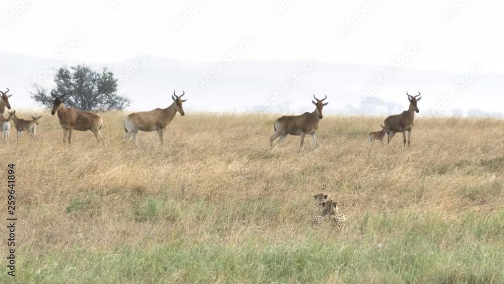 hartebeest herd become nervous as a cheetah pair stalk them at serengeti national park in tanzania- a 4K 60p clip hartebeest herd become nervous as a cheetah pair stalk them at serengeti national park in tanzania- a 4K 60p clip