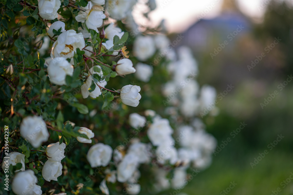 Blooming wild rose Bush in the spring. Blooming wild rose Bush in the spring.