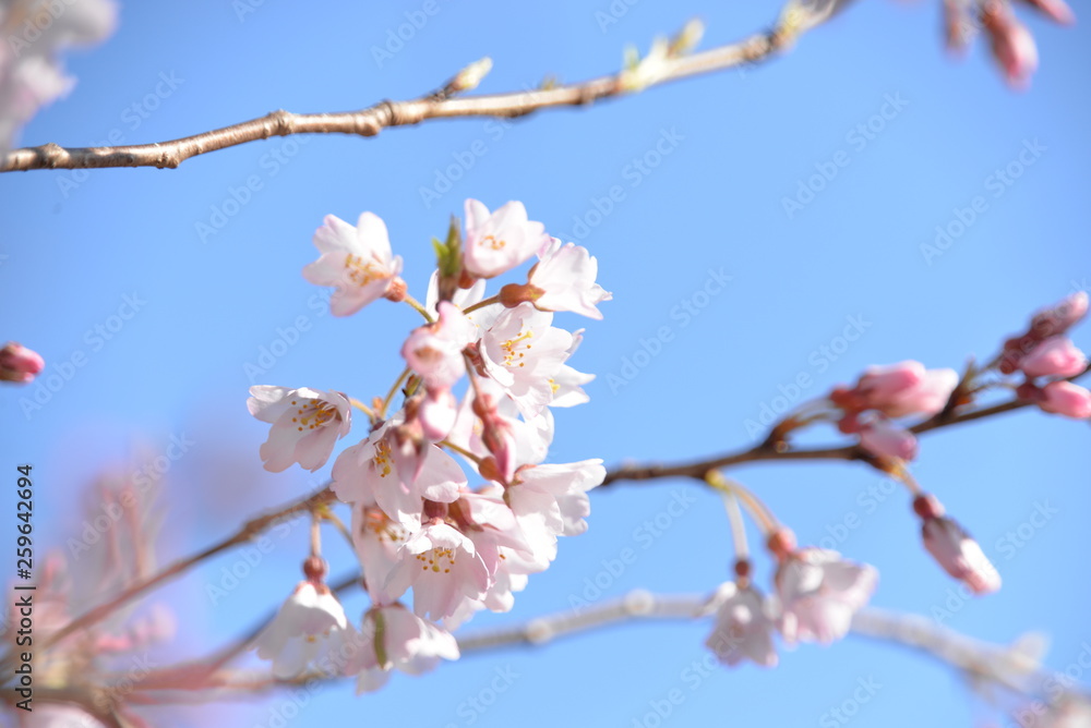 Obraz premium 淡墨桜