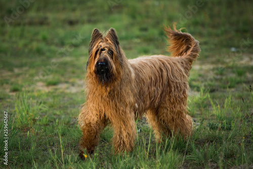 Obraz na plátně Berger de Brie Briard dog at walk