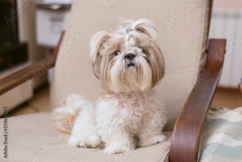 Cute little dog shih tzu sits at home on the couch photo