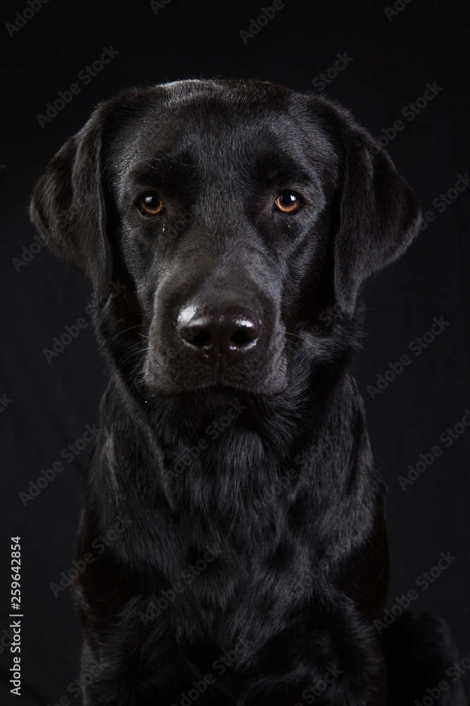 Cute black dog looking at camera on black background