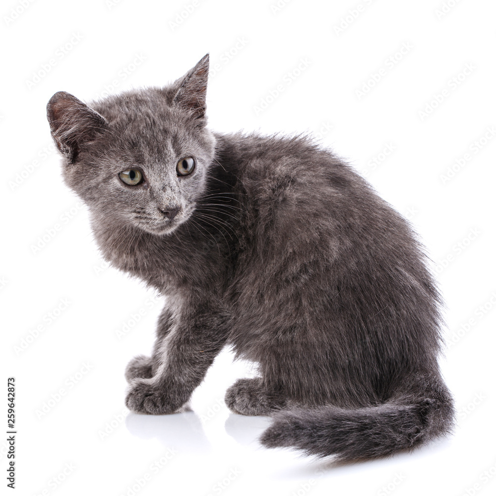 Homeless gray kitten. Isolated on a white background