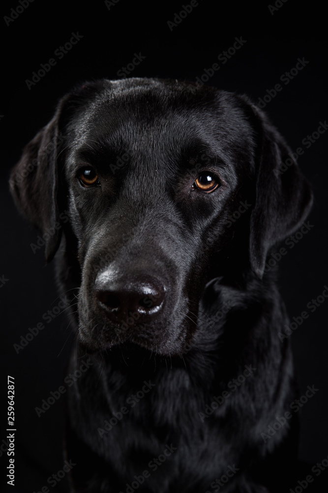 Cute black dog looking at camera on black background Cute black dog looking at camera on black background