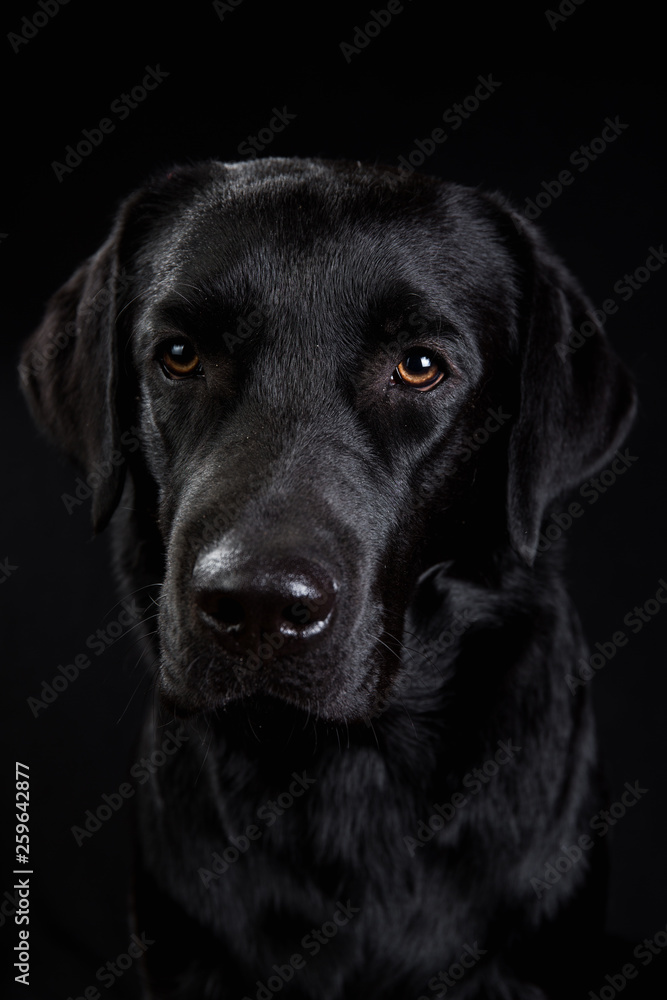 Cute black dog looking at camera on black background