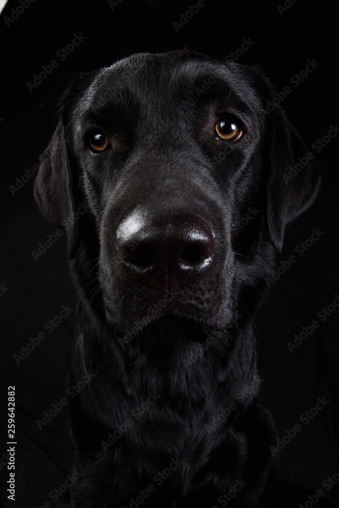 Cute black dog looking at camera on black background