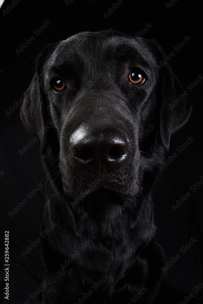 Cute black dog looking at camera on black background Cute black dog looking at camera on black background