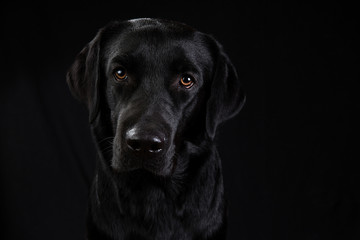 Cute black dog looking at camera on black background