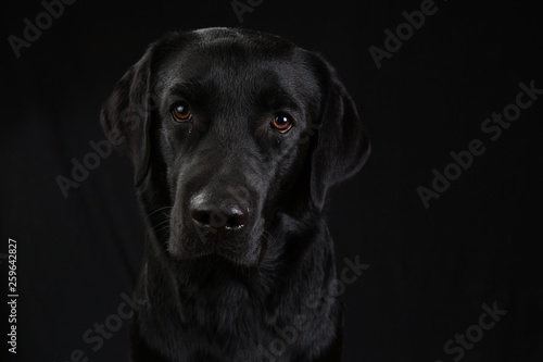 Cute black dog looking at camera on black background © Alexandr