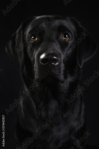 Cute black dog looking at camera on black background © Alexandr