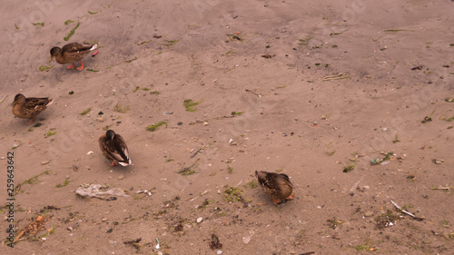 Duck standing on the wet sand background