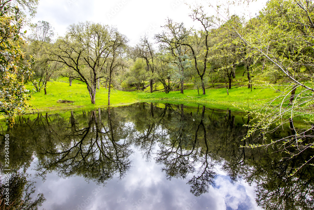 Reflection On Pond In Wooded Countryside Reflection On Pond In Wooded Countryside
