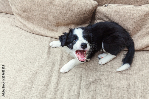 Funny portrait of cute smilling puppy dog border collie on couch. New lovely member of family little dog at home barking and waiting. Pet care and animals concept