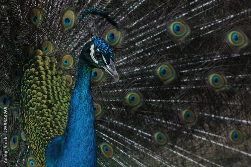 Obraz premium peacock with feathers out