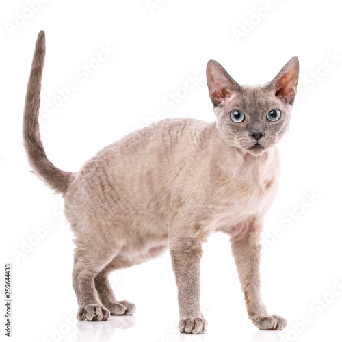 Fotografie Pure-bred devon rex cat portrait