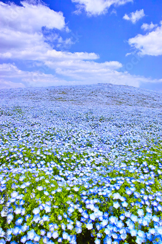 ネモフィラが咲く高原