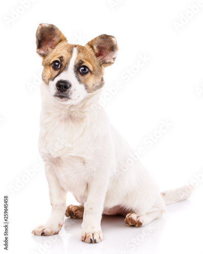 A dog with round ears sitting on a white background