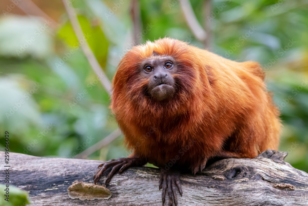 Close up of Golden lion tamarin monkey on tree Close up of Golden lion tamarin monkey on tree