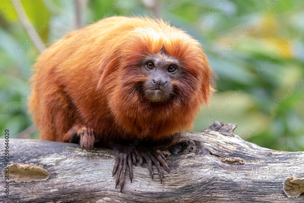 Close up of Golden lion tamarin monkey on tree Close up of Golden lion tamarin monkey on tree