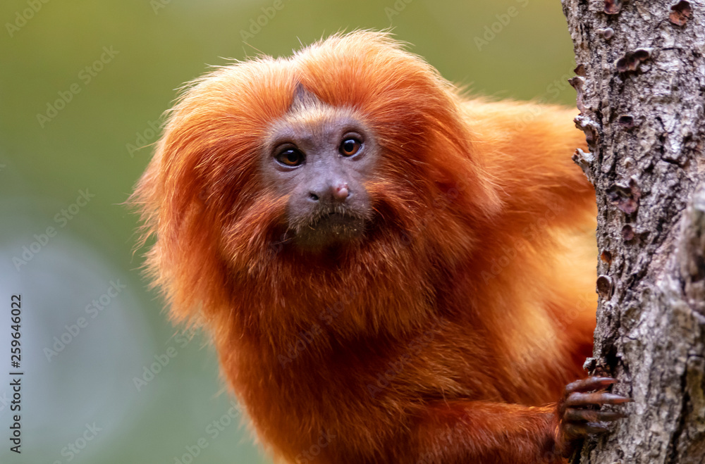 Close up of Golden lion tamarin monkey on tree Close up of Golden lion tamarin monkey on tree