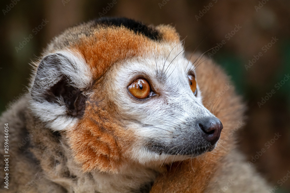 Fototapeta premium portrait of cute crowned lemur in natural habitat