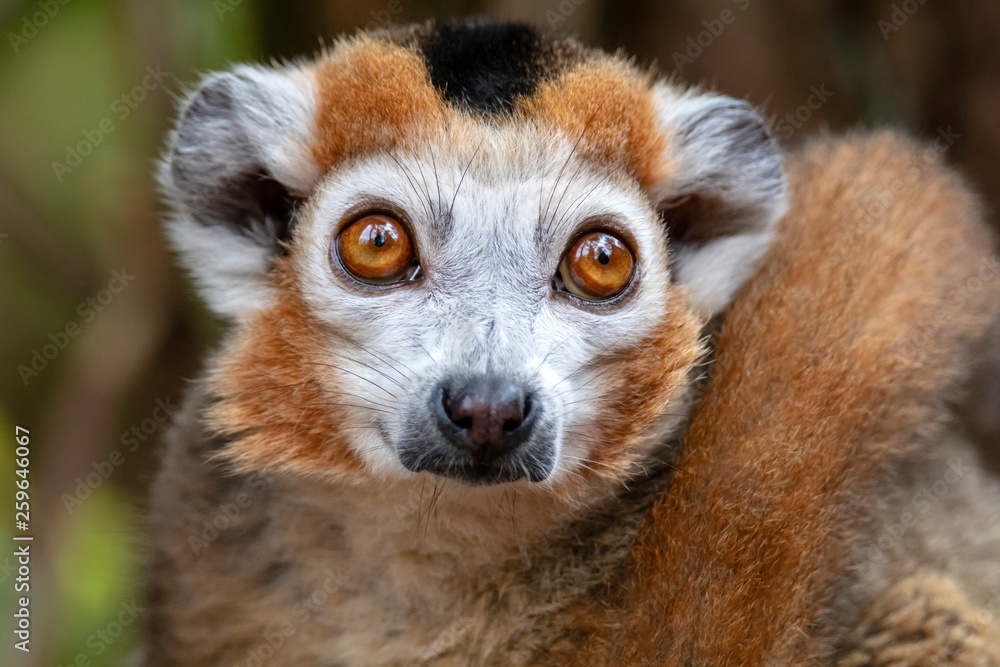 Fototapeta premium portrait of cute crowned lemur in natural habitat