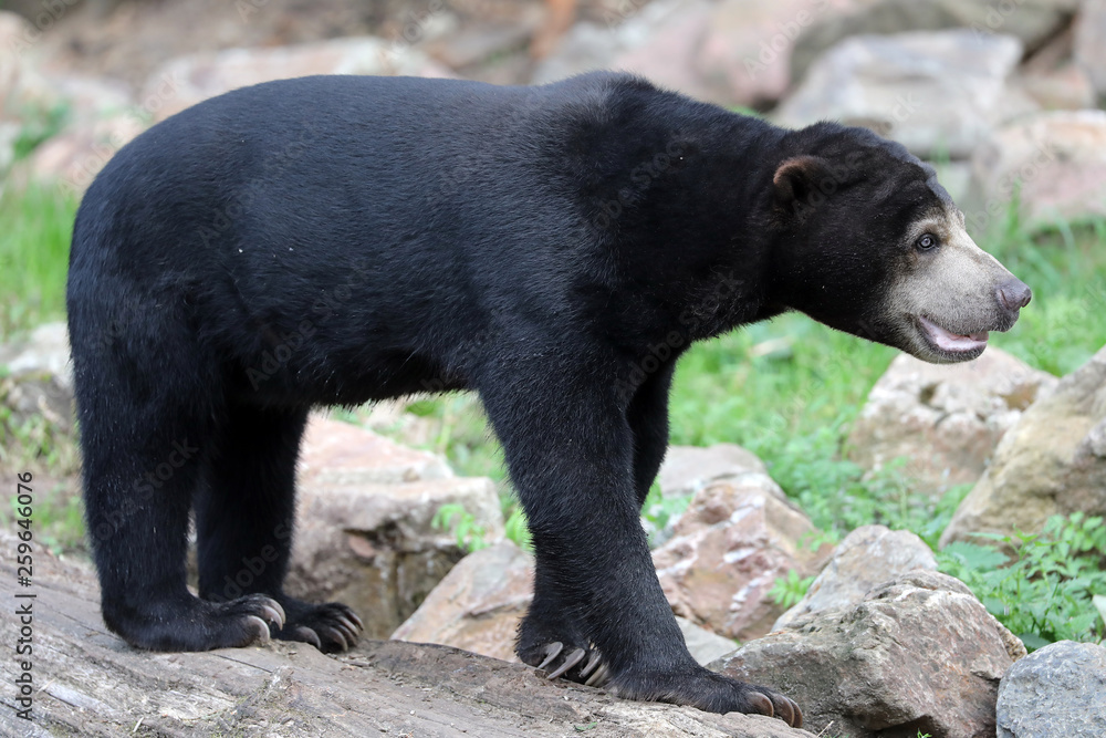 Black bear standing on stones in zoo Black bear standing on stones in zoo