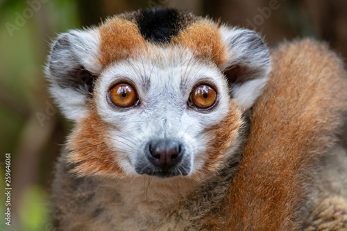 portrait of cute crowned lemur in natural habitat photo