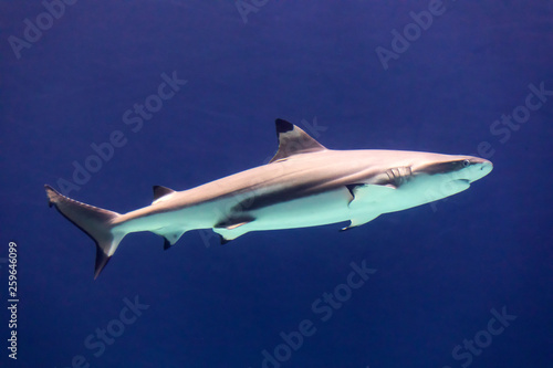 Wallpaper Mural large white shark in blue water Torontodigital.ca