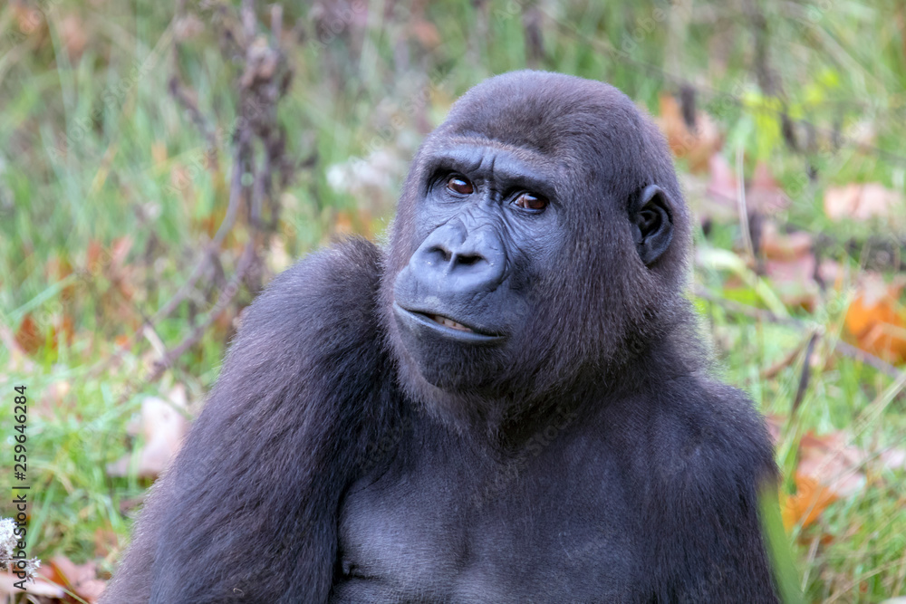 Beautiful Back gorilla in natural habitat Beautiful Back gorilla in natural habitat
