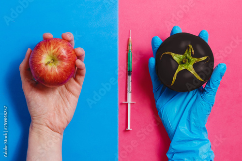 Dark Genetically Modified Tomato on Pink or Natural Red Apple on Blue. GMO Concept.
