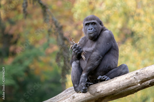 Back gorilla eating leaves in natural habitat