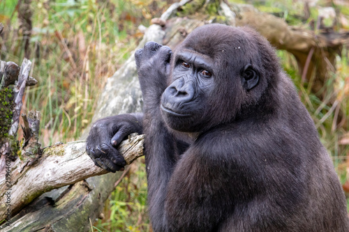 Beautiful Back gorilla in natural habitat