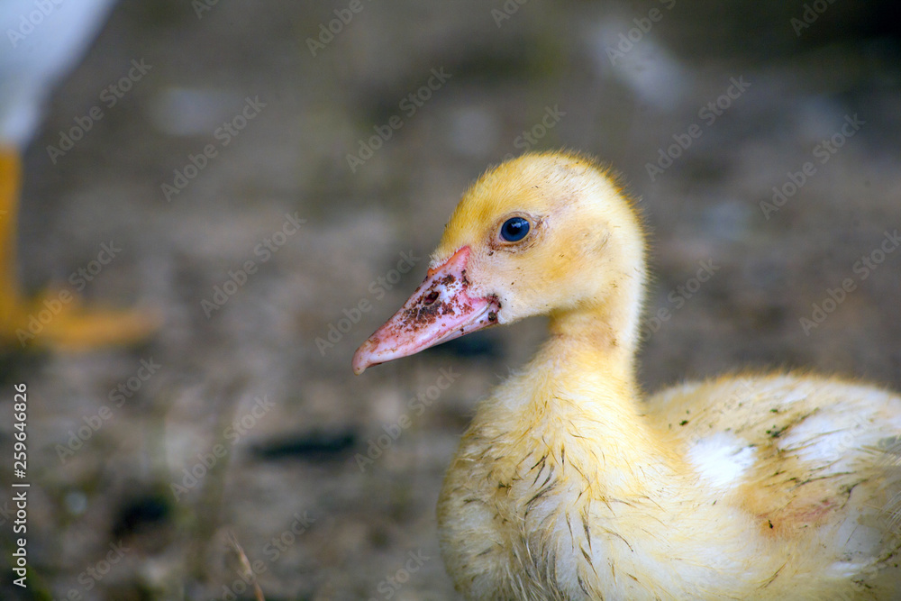 Female adult white Campbell domestic breed duck